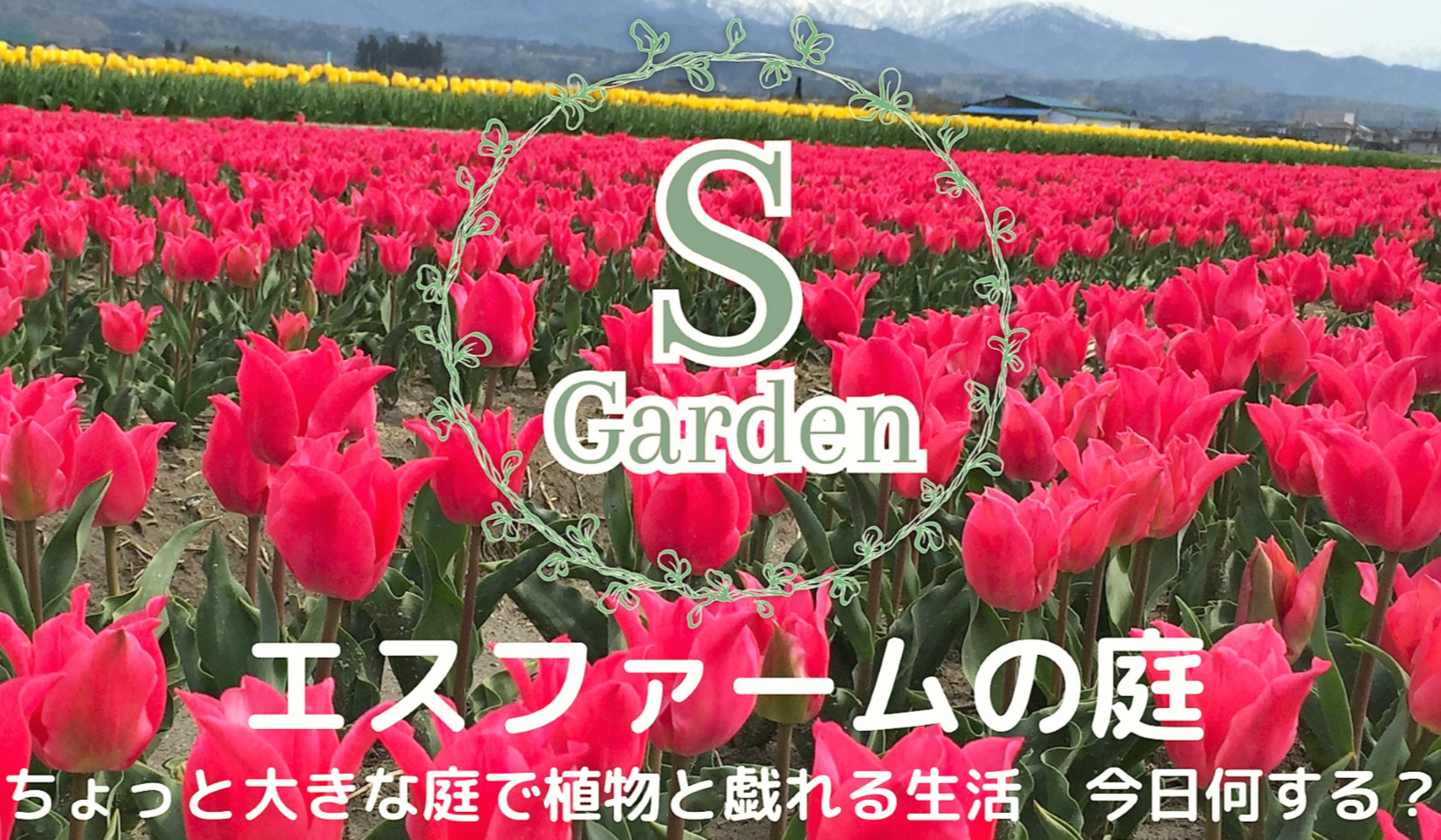 21年栽培まとめ 種から選ぶ ひまわりの育て方 エスファームの庭