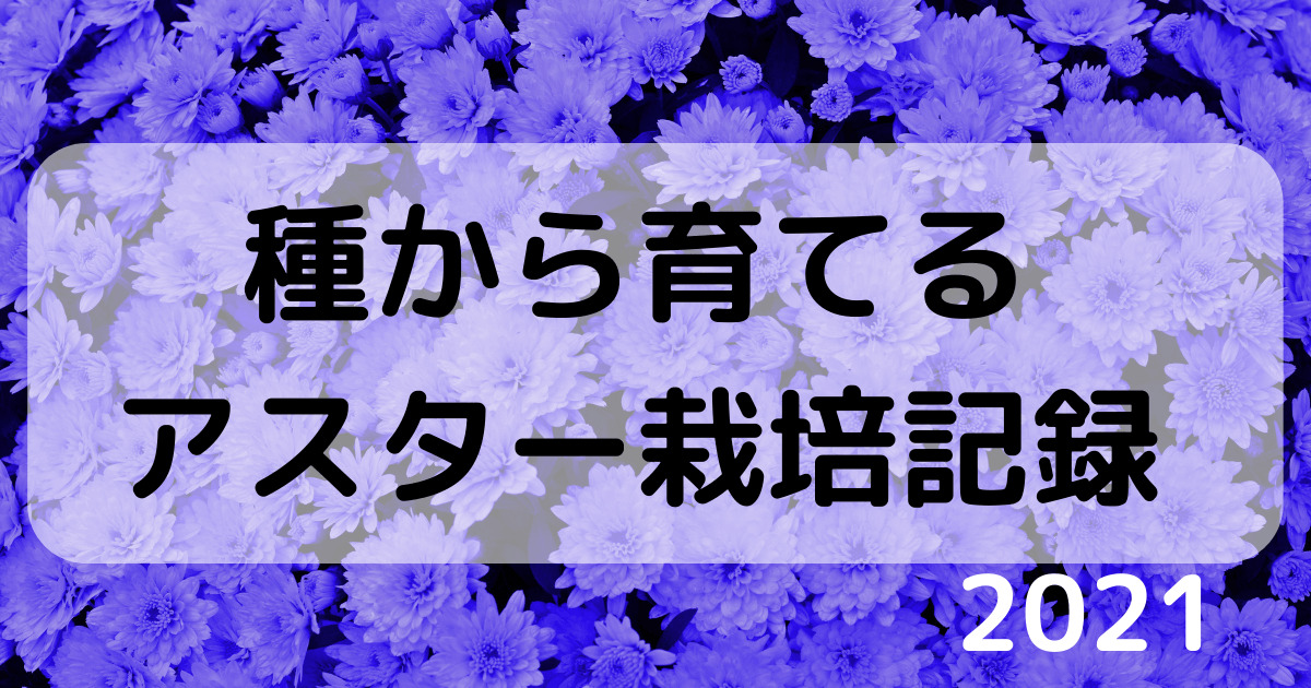 21年栽培まとめ 種から育てる 中輪アスターの育て方 エスファームの庭 21年栽培まとめ 種から育てる 中輪アスターの育て方 エスファームの庭