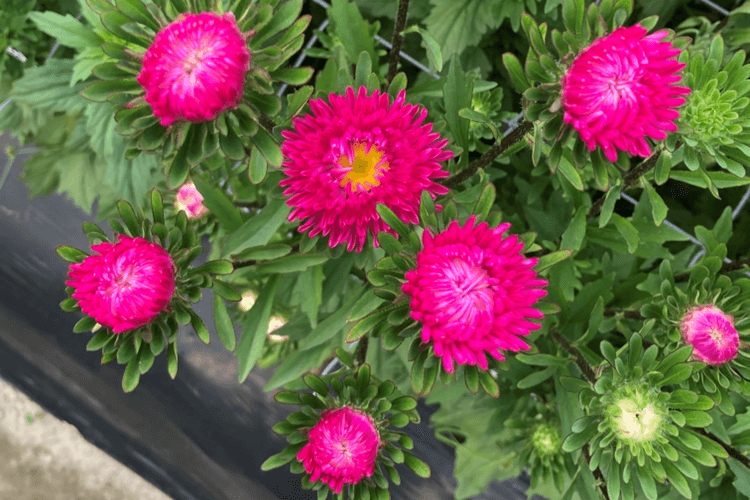 丸くて可愛いアスター 花の種 Www Proplanuk Co Uk