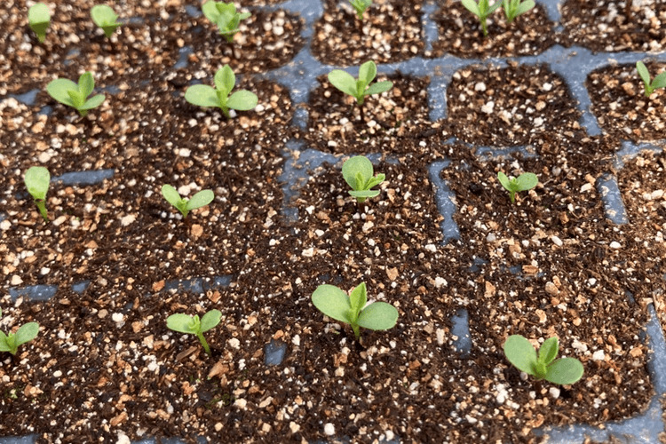 21年栽培まとめ 種から育てる 中輪アスターの育て方 エスファームの庭